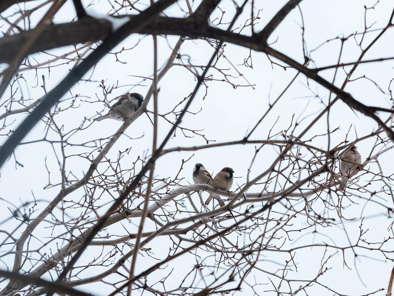 Февраль шепчет нам о марте Февраль шепчет нам о марте