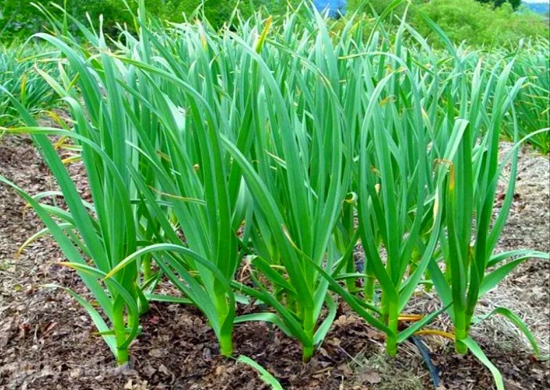 Как улучшить урожай чеснока с помощью йода и борной кислоты