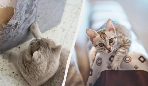 ��� ������� ������������ ����� ������� ������ �� �����: ����������� �������