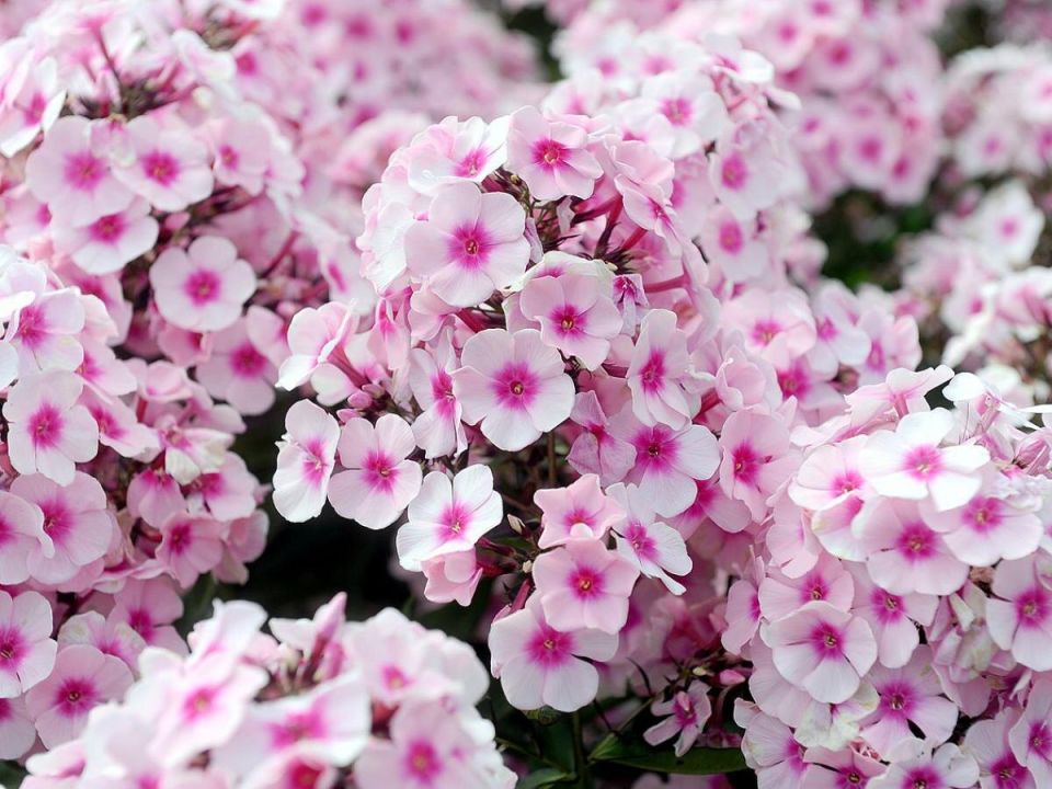 ��� � ��������� ������ ������ ������: ����������� �����, ������� ��������