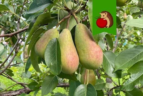 Почему груша может не плодоносить: основные причины