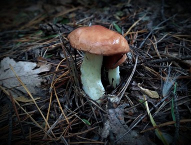 ����������� �������� ������, � ������� �� �� �����