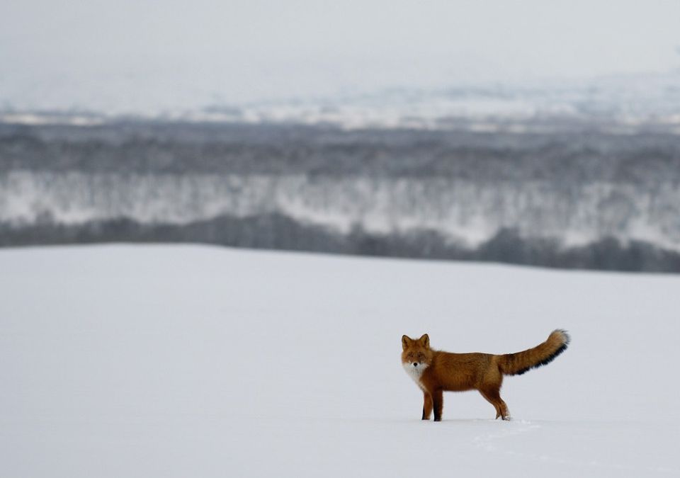 ��������� �� �������� �� ������ ������ ��������� ����� �� 40%