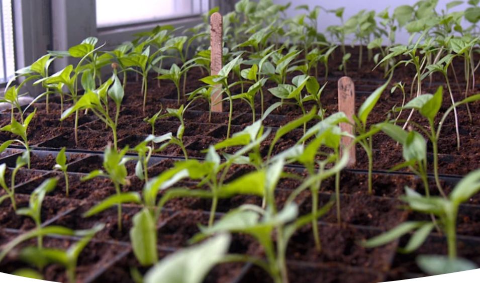 ��� ��������� �������� ������ �����: ������ �� ������ � ��������� �����������