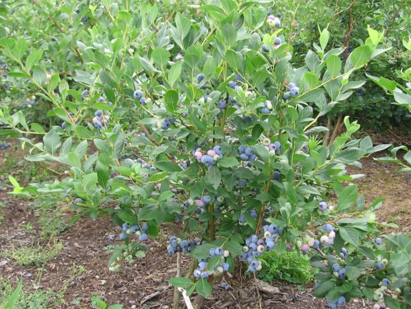 Голубика: новый секрет для женского здоровья