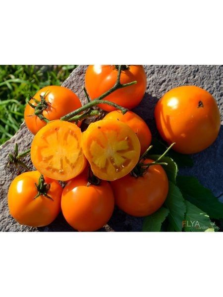 ����� ���� ������������ ������: ��������� ����� ��� ������ �������