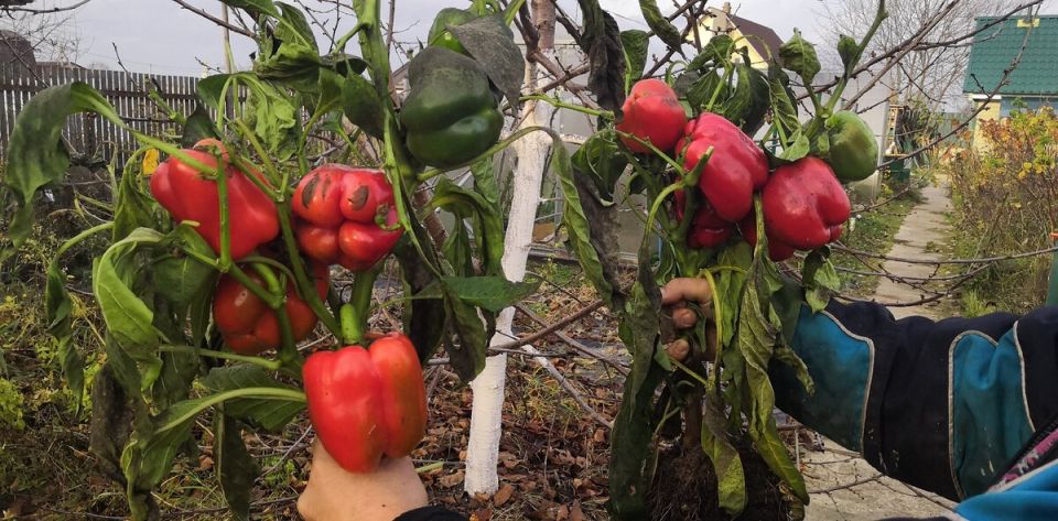 ��� ������ ������ � �������� �����