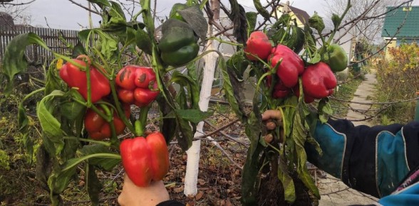 ��� ������ ������ � �������� �����