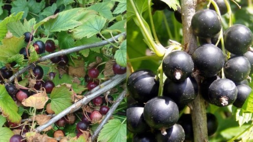 ��� ��������� �������� ��������� ������: �������� ������� ������