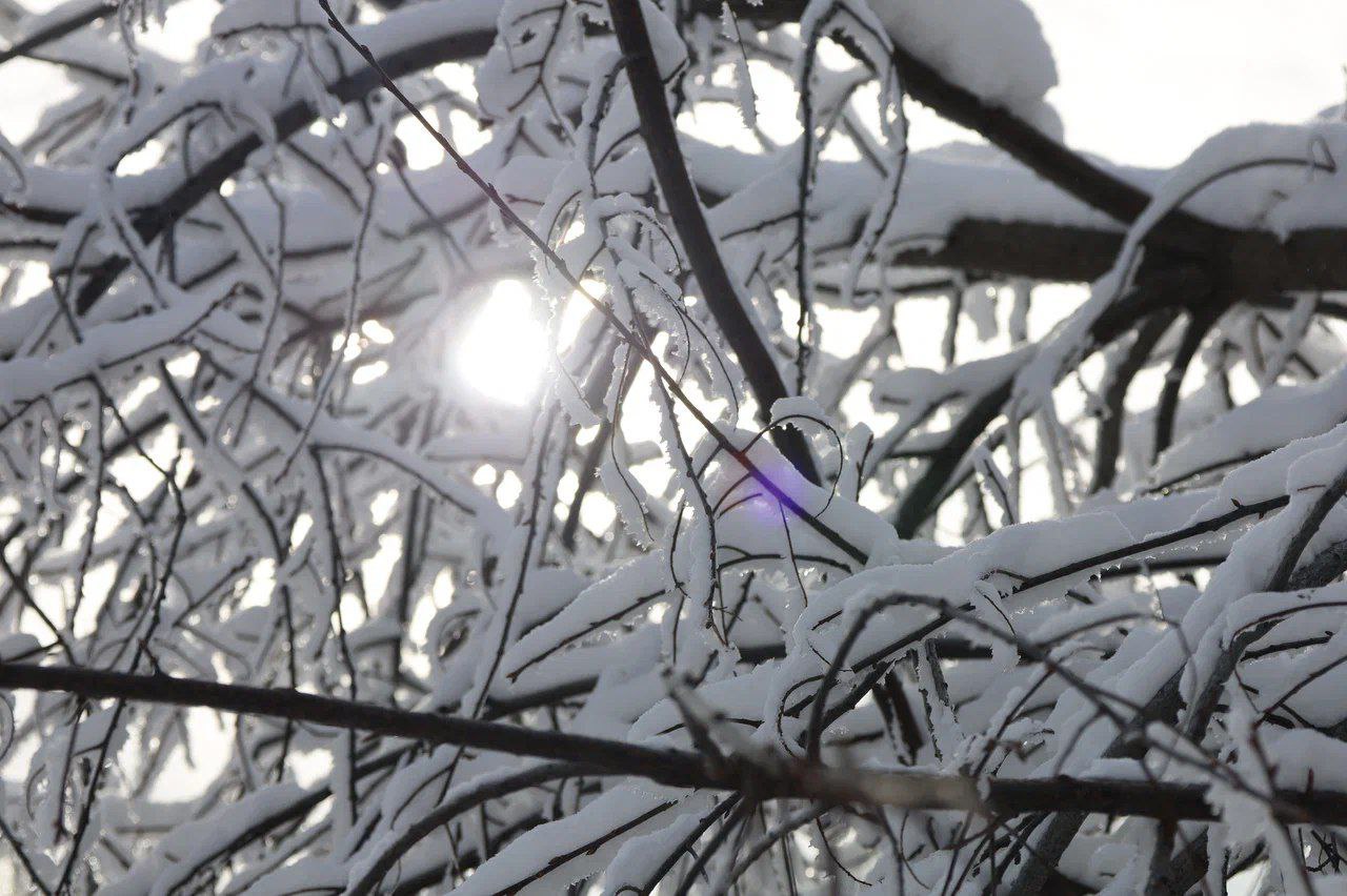 Птицы уже поют о весне Птицы уже поют о весне