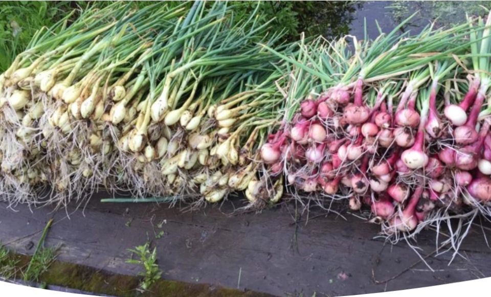 ����������� ����-������: �� ����� �� ����� ������