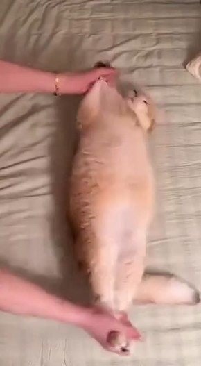 А вы сделали зарядку коту?