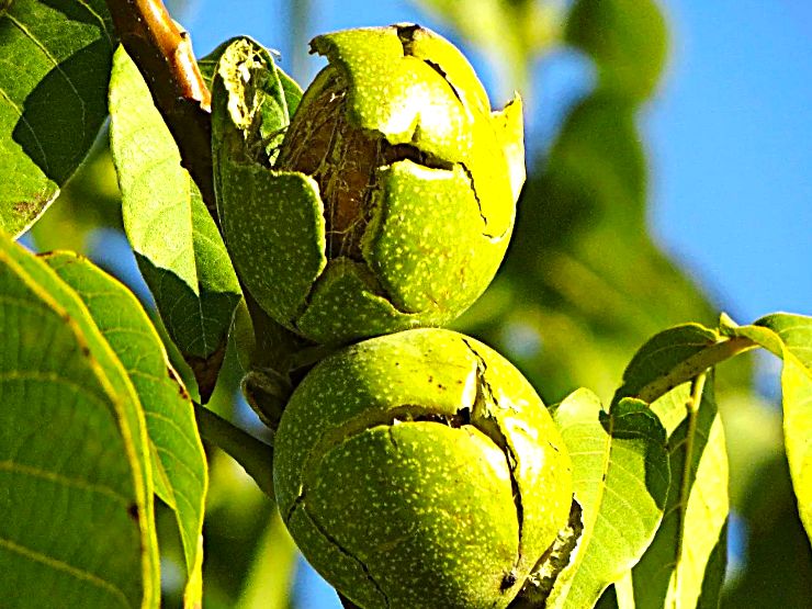 ������� ����: ��� ���������� �� ��������� � �������� ��������