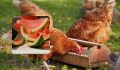 Как арбузная кожура может увеличить? яиц у ваших куриц