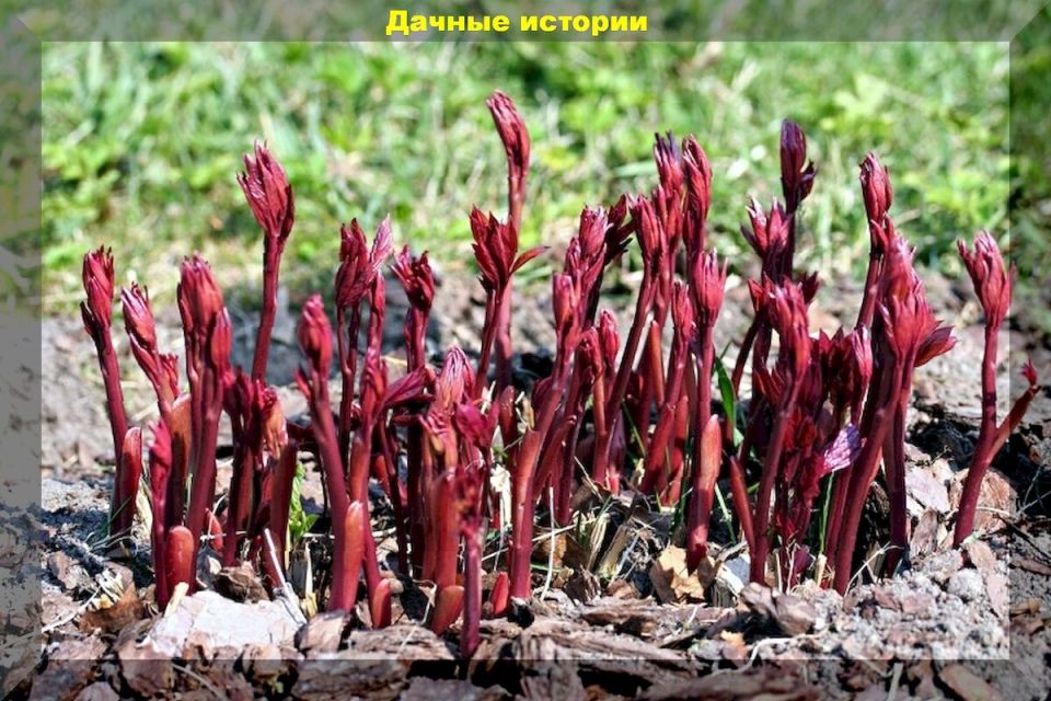 ���� �� ������� ������: ������ ��� ������������� ��������