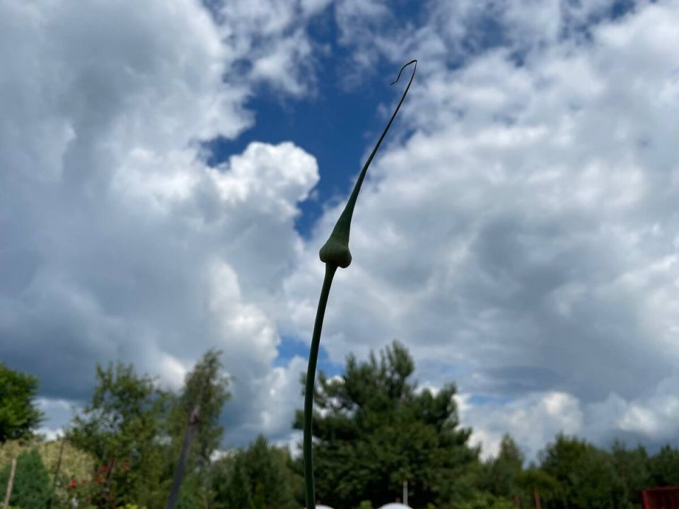 ��� ��������� �������� ������: ������ ��� ��������� ������