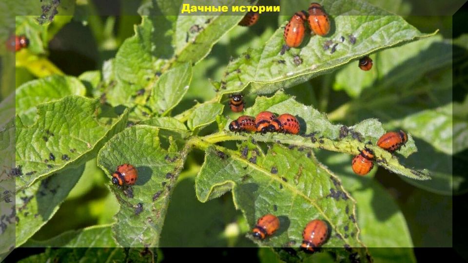 ������ �������������� ������� ������ � ����������� �����