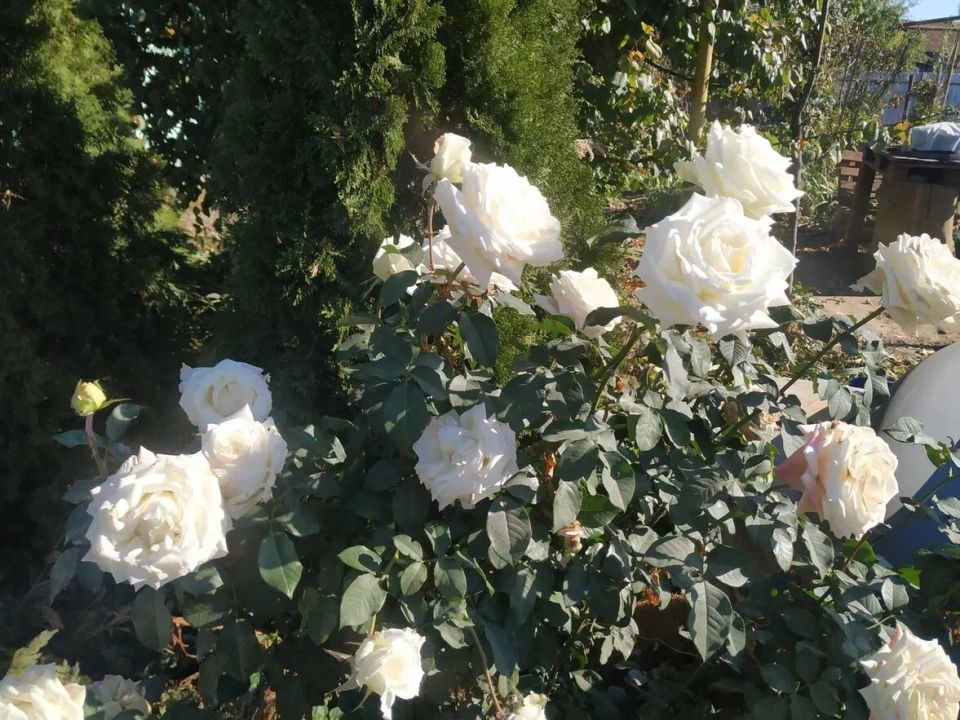 ������� ������������� ���������: ��� ������� ���� � ���� ������?