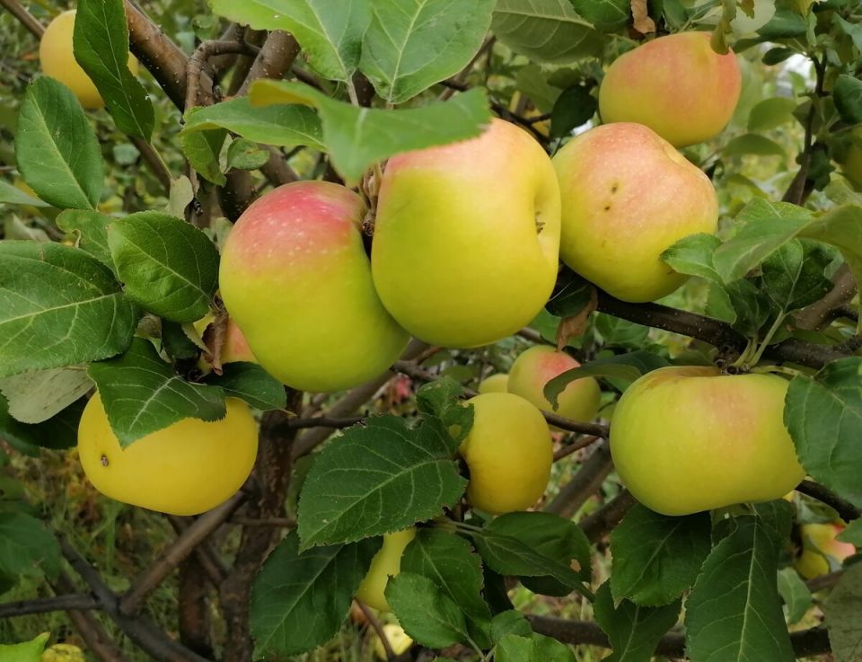 Как правильно хранить яблоки до весны: секреты и советы