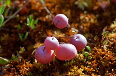 ������ �� ����: ��� ������� ����� � ������� ��������� �����������