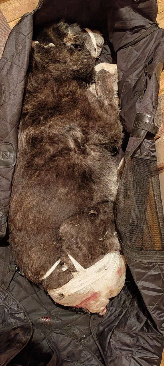 Верный друг в беде!. Графу 10 лет