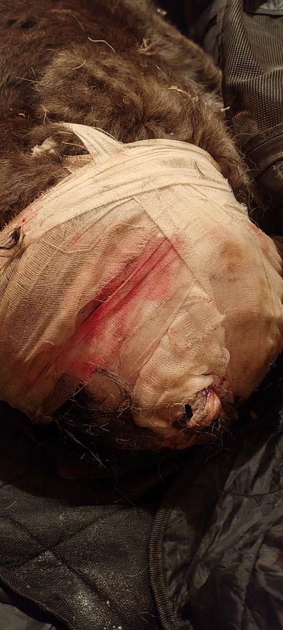 Верный друг в беде!. Графу 10 лет Верный друг в беде!. Графу 10 лет