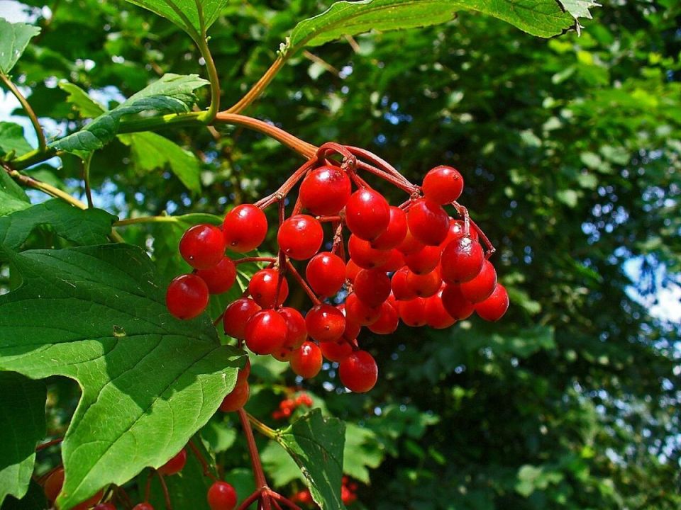 Калина: Красивое украшение сада и кладезь витаминов