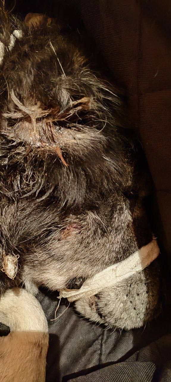 Верный друг в беде!. Графу 10 лет Верный друг в беде!. Графу 10 лет