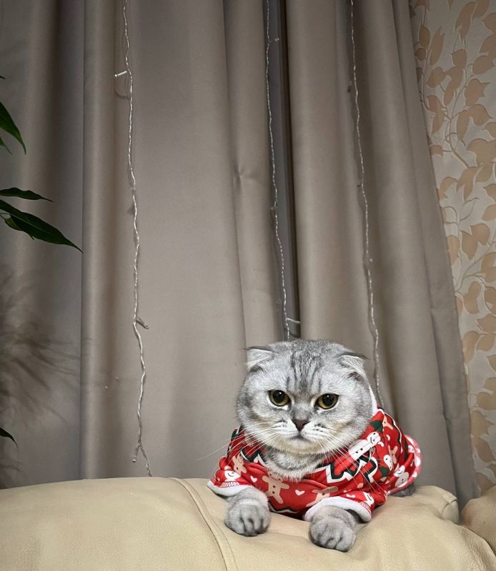 правят бал: кого в качестве питомцев выбирают волжане?