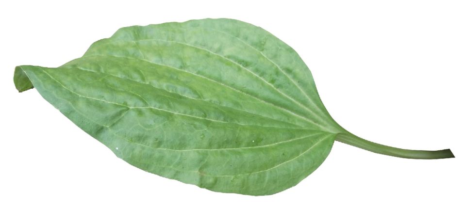 Подорожник: незаменимый помощник природы