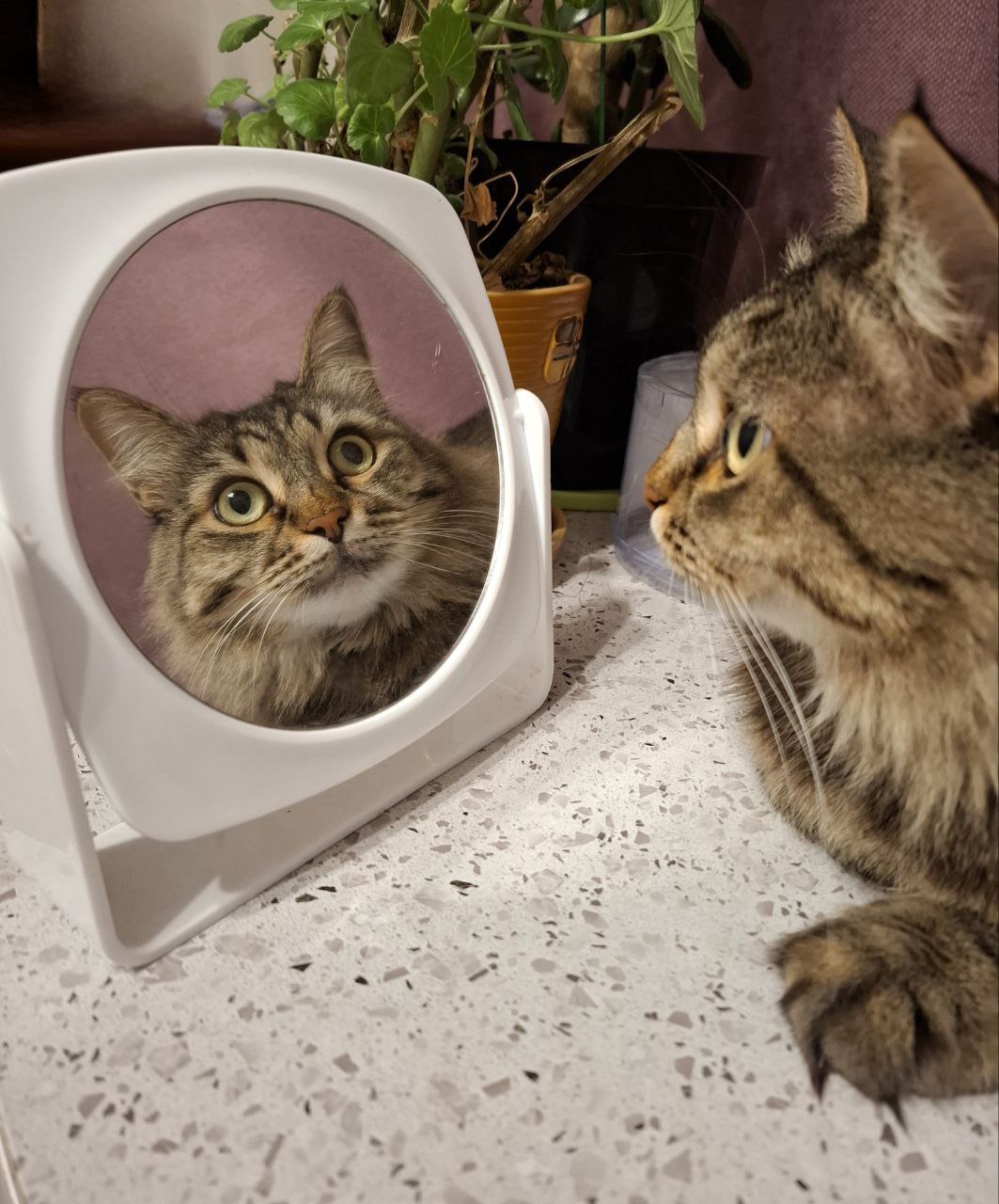 правят бал: кого в качестве питомцев выбирают волжане? правят бал: кого в качестве питомцев выбирают волжане?