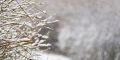 В Саратовской области ожидается мокрый снег и температура до -7