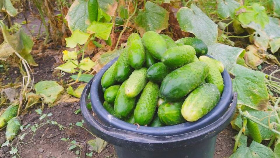 Огурцы, на которых можно положиться: два фаворита из нескольких сортов