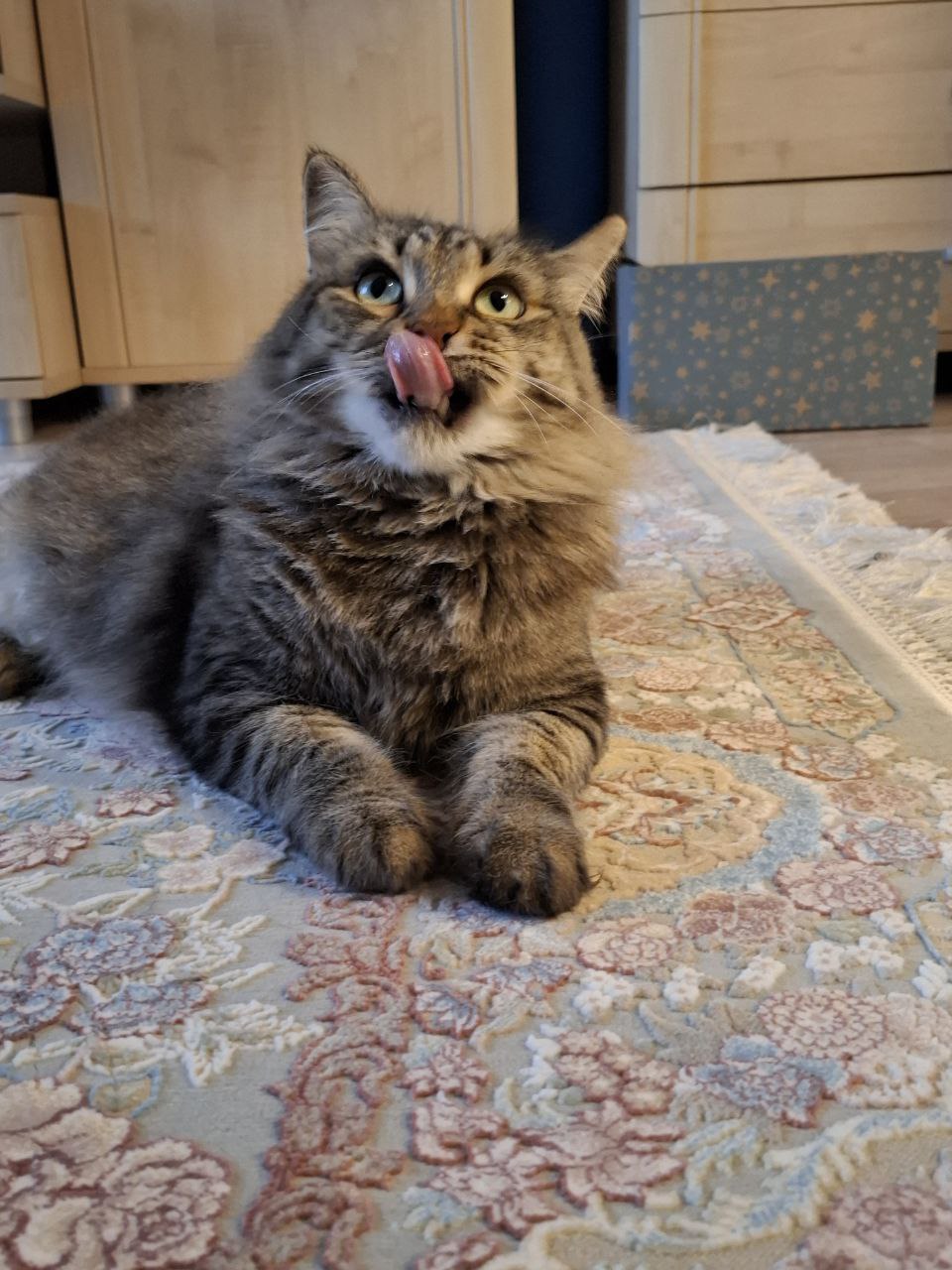 правят бал: кого в качестве питомцев выбирают волжане? правят бал: кого в качестве питомцев выбирают волжане?