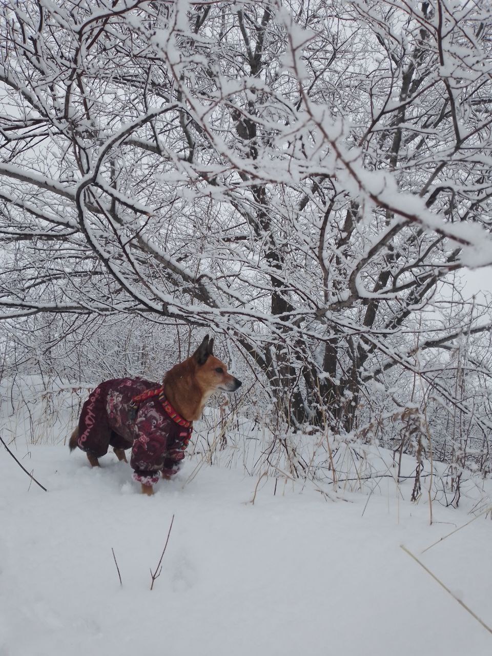 правят бал: кого в качестве питомцев выбирают волжане? правят бал: кого в качестве питомцев выбирают волжане?