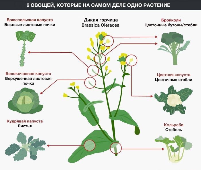 Секреты капусты: Как из простого сорняка возникло множество уникальных сортов