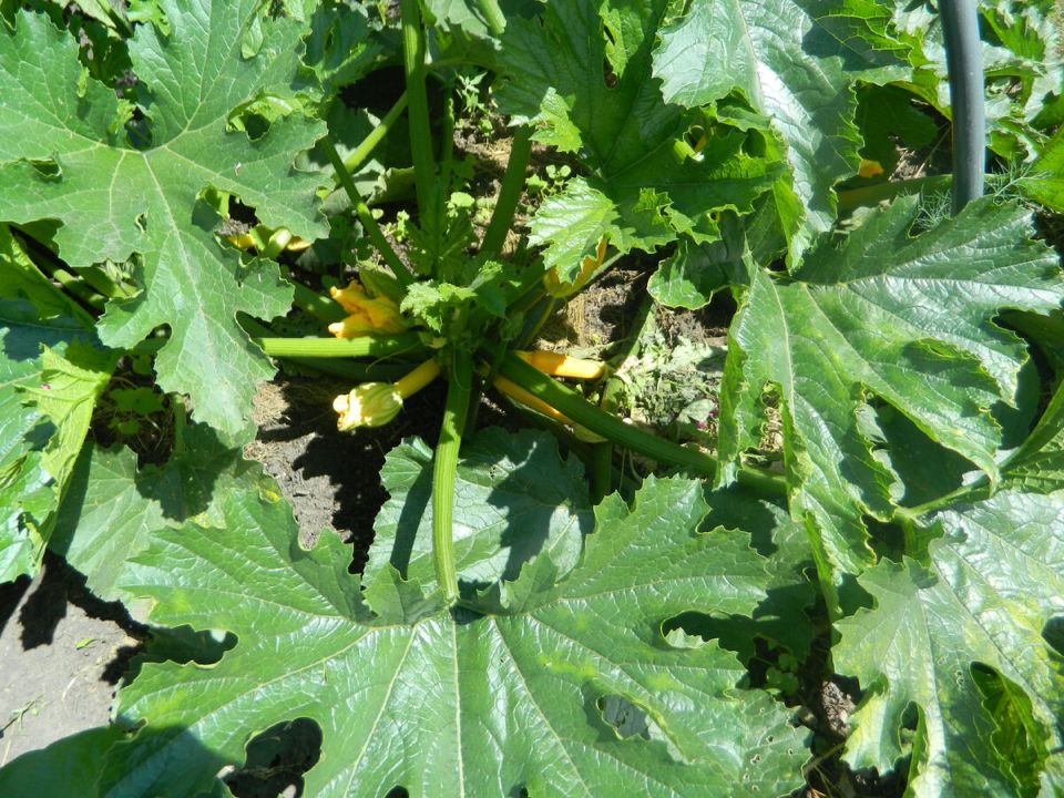 ��� ��������� ����� � �������: ������ ��� ��������� ������