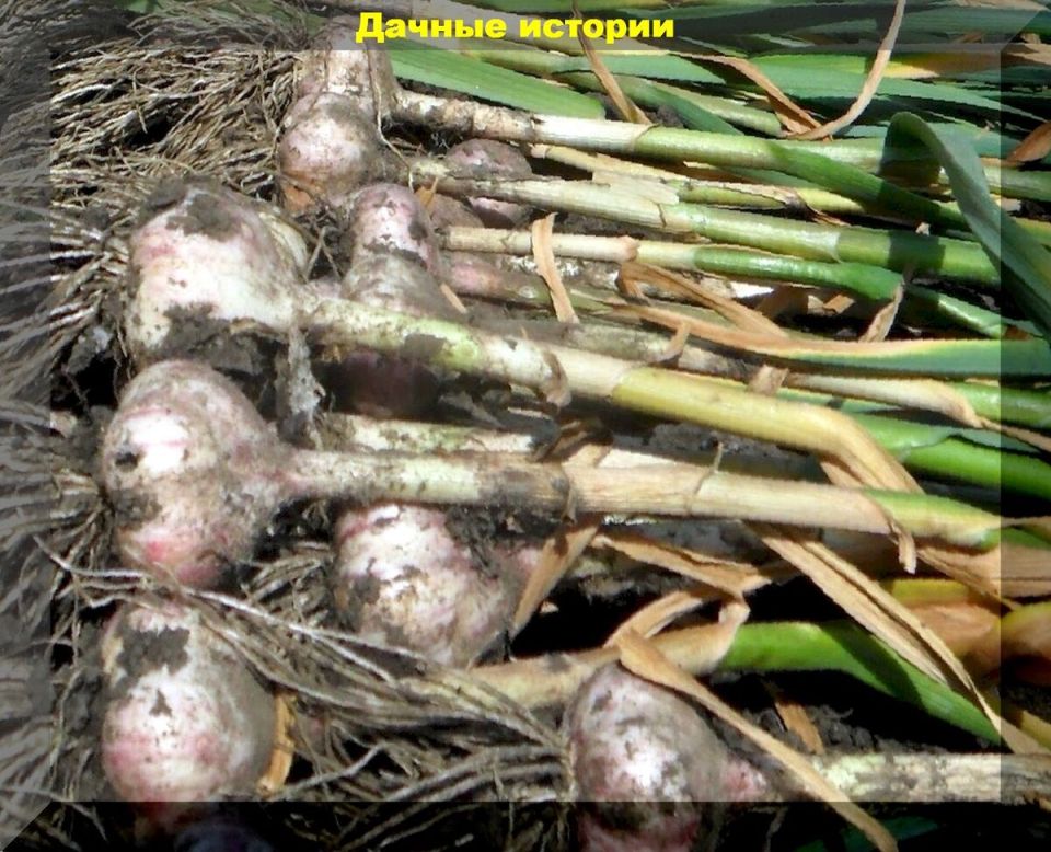 Как правильно определить сроки уборки озимого чеснока и провести финальную подкормку