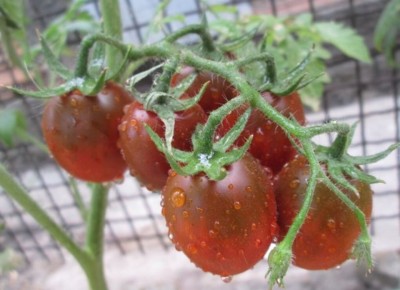 Почему огородники отказываются от томатов ДеБарао: важные факты