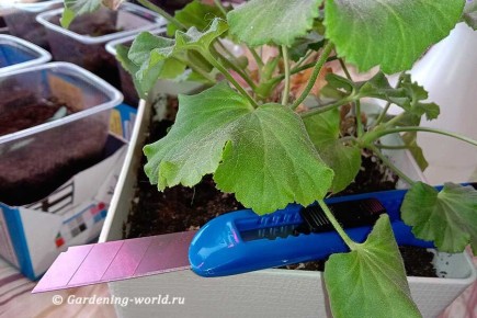 Успех в комнатном садоводстве: как правильно черенковать пеларгонию