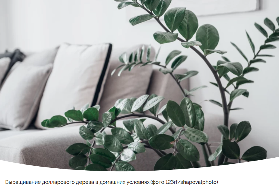 Замиокулькас: секреты ухода и размножения долларового дерева