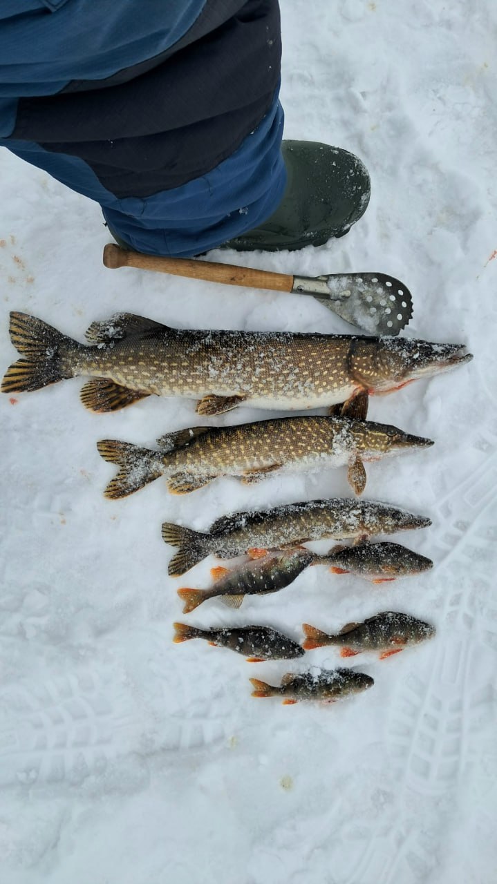 Саратовский рыбак поймал двух щук весом более 11 килограммов