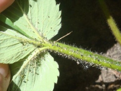 Как эффективно защитить клубнику от тли без ущерба для урожая