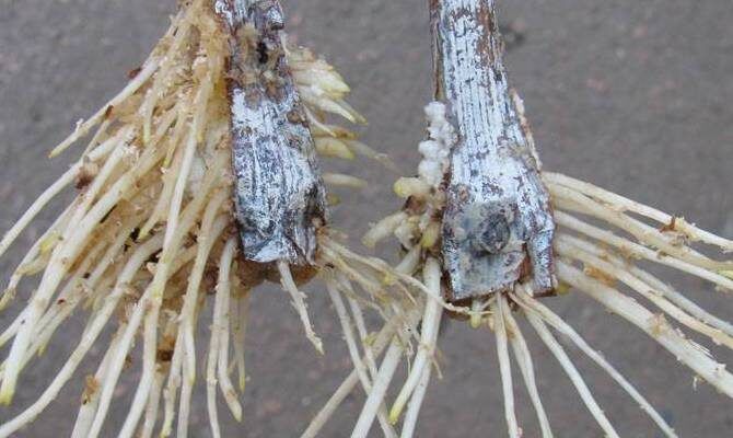 ����������� ����������� ��� ��������: ������� ��������� ����������