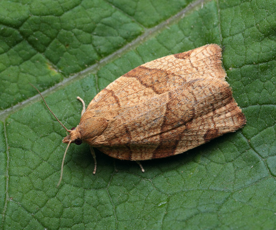 Как защитить сад от листовёрток: советы и рекомендации