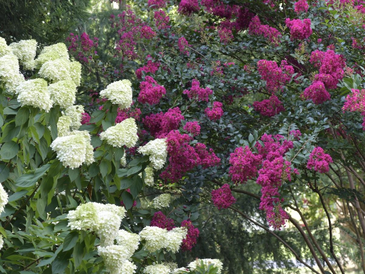 Секреты осеннего сада: какие растения нельзя трогать с секатором