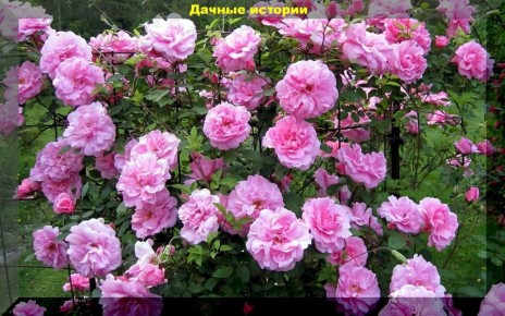 ������������� ����: �������, �� ��������� �������