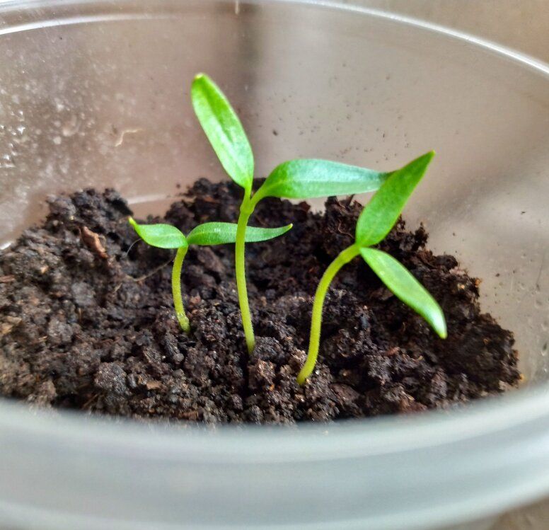 ����������� ���� � ������� �����: �����������, ��������� � ���������