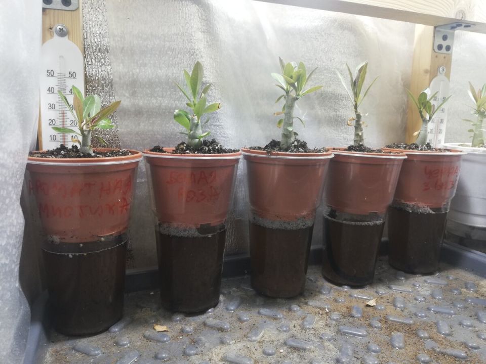 ��� ���������� ������ �������� ��������� �������� ���� ���������