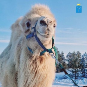 � ����������� ������ ������� ����� ����������� � �������� ��������